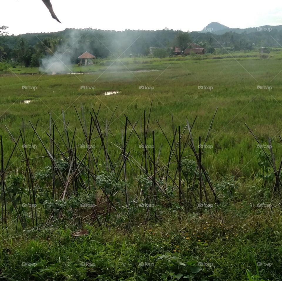 When the farmer before cultivating his rice field then all the grass will grow including weed grass this may be the grass will be cut down after starting the cultivation of the fields