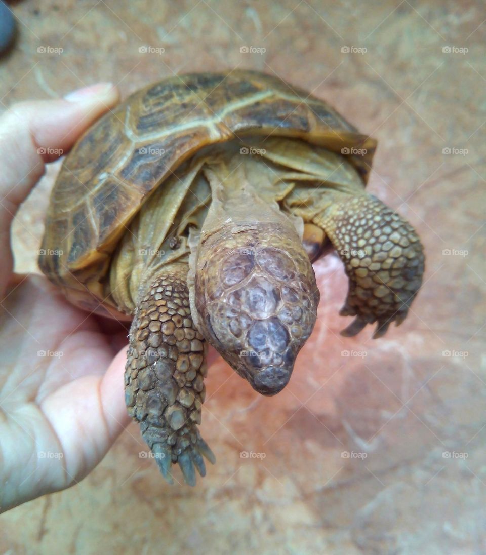 turtle 🐢 pet in the hand