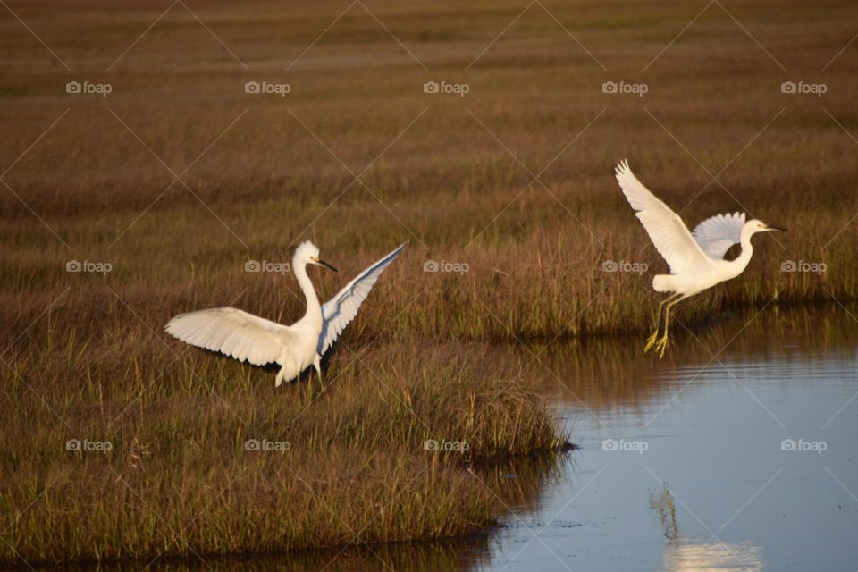 Herons 