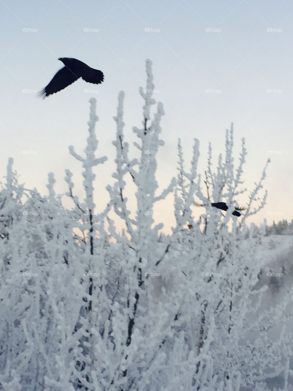 Winter in Whitehorse, Yukon