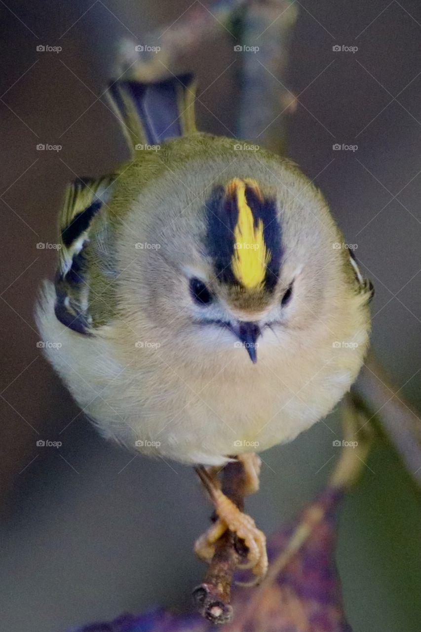 Goldcrest 