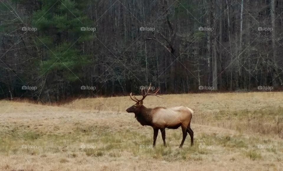 Cataloochee Elk . Bull Elk from the Cataloochee Valley North Carolina 