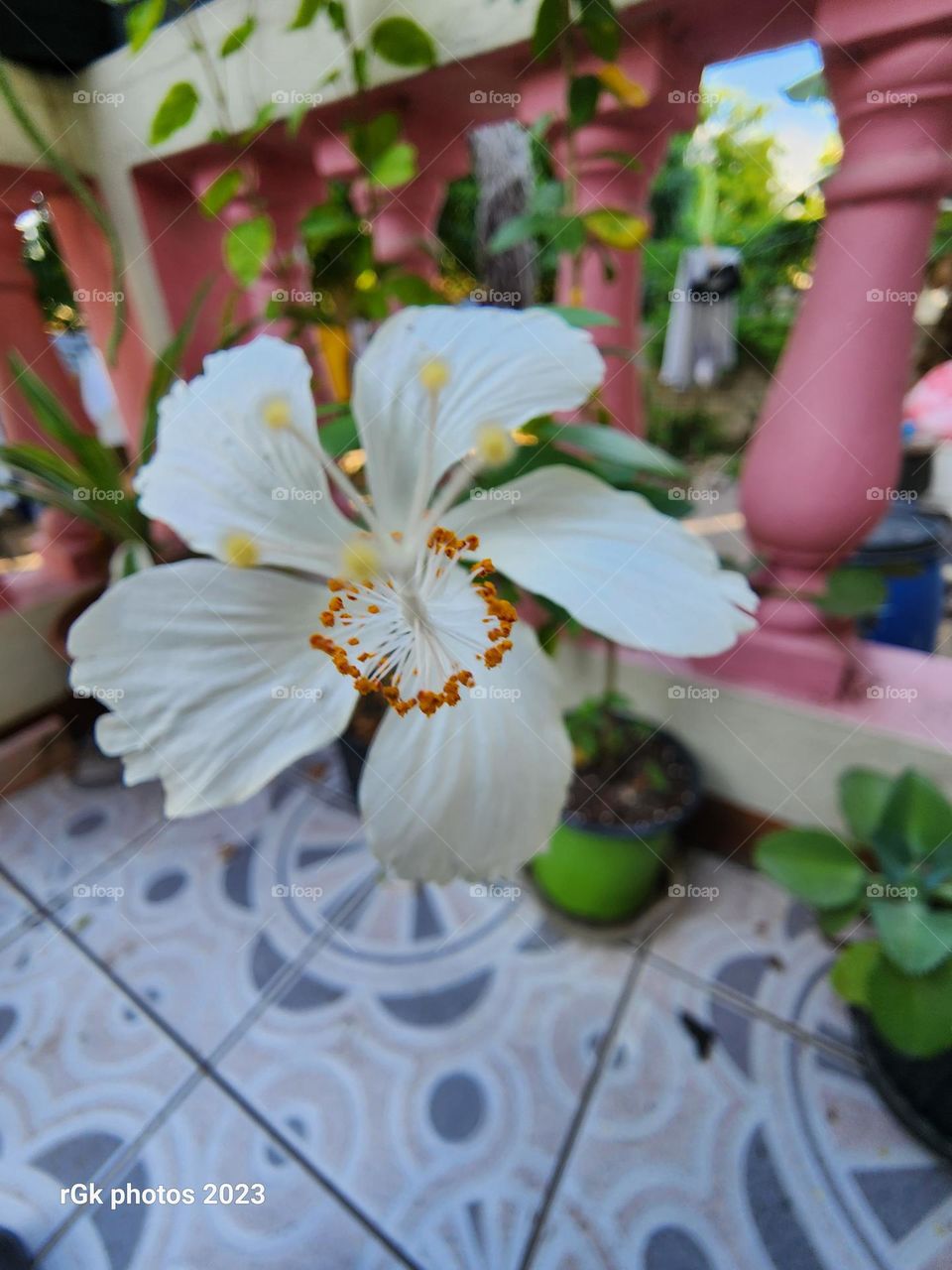 rising spring hibiscus