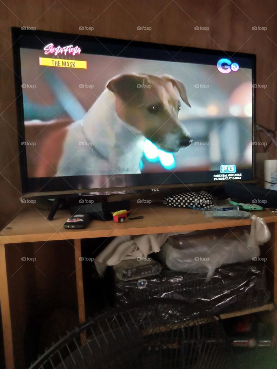 WATCHING A MOVIE, THE MASK,, ITS SEEMS THAT THE DOG MILO AS CALLED,, IS MOST LIKELY PROTRUDING OUT OF THE SCREEN , ISN'T IT