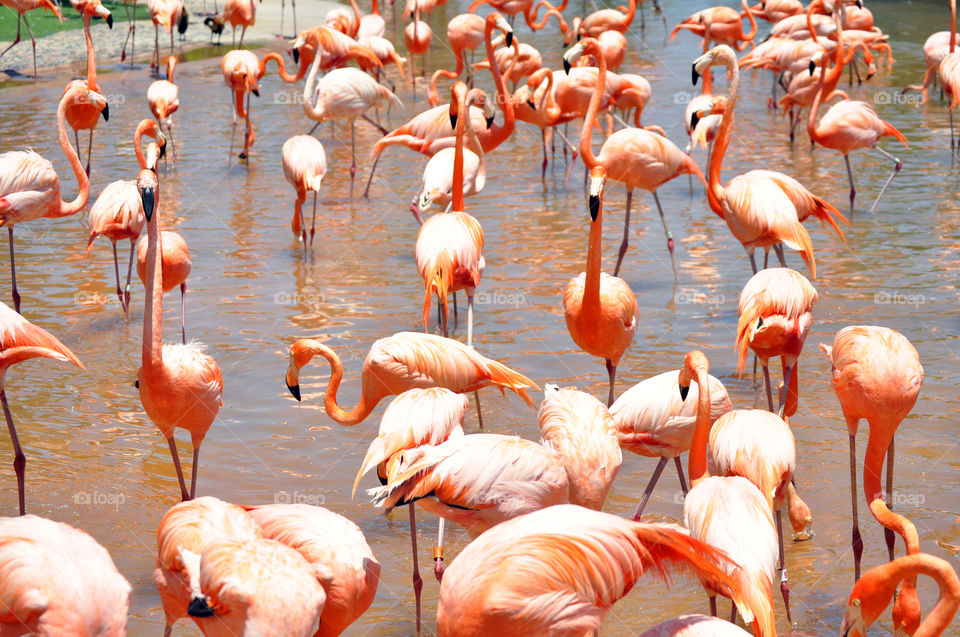 Flamingoes on lake