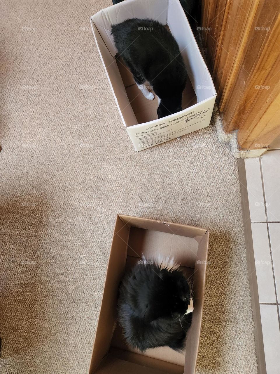 Cats and Boxes
