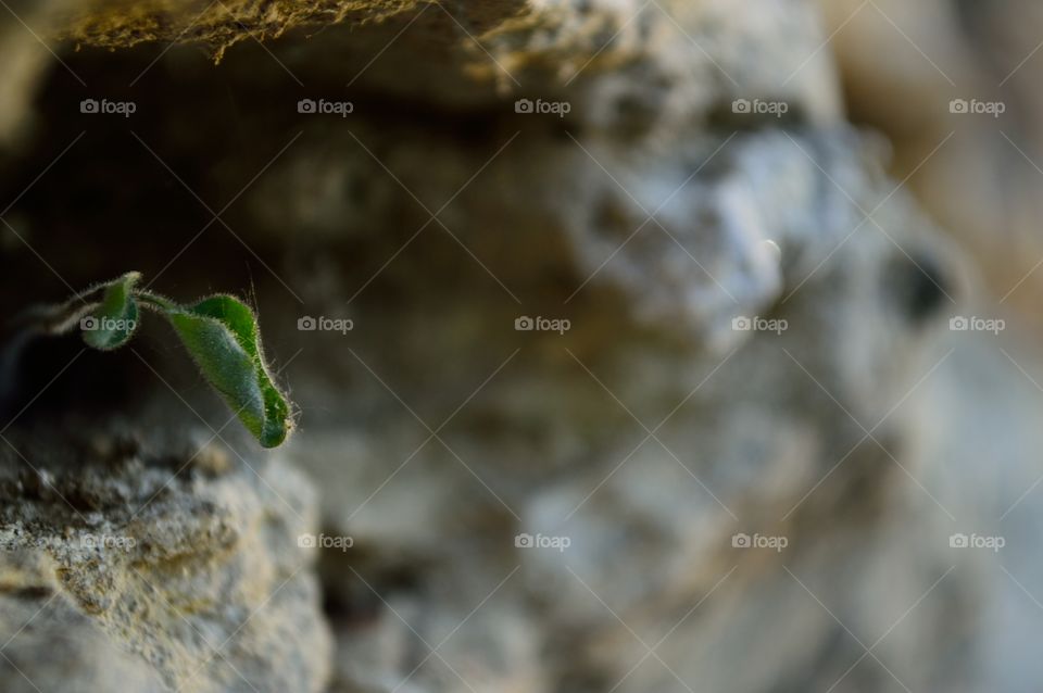 wildlife in miniature