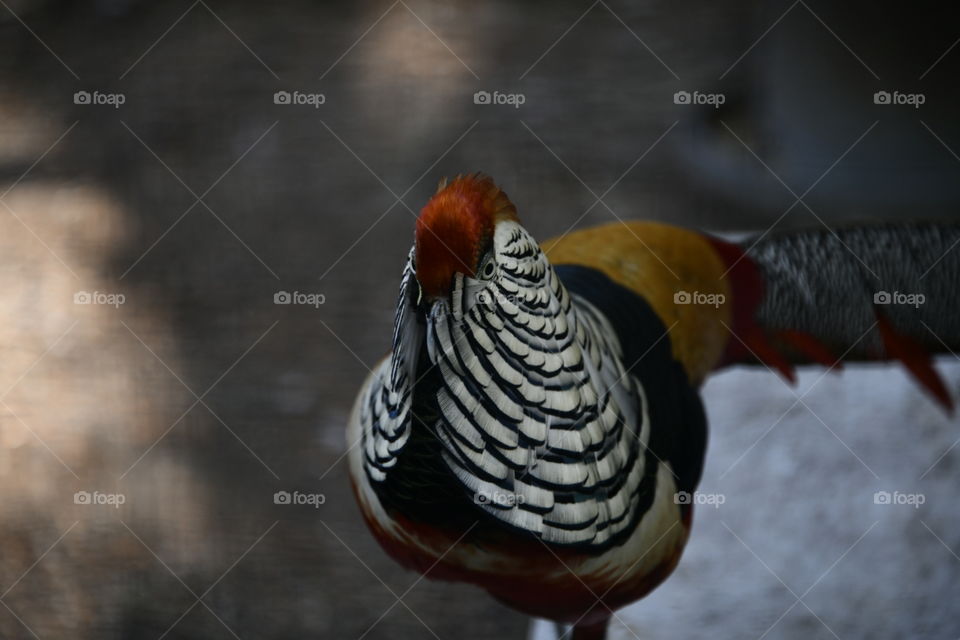 macho de hibrido de faisán dorado con faisán lady Amherst

golden pheasant hybrid male with pheasant lady Amherst