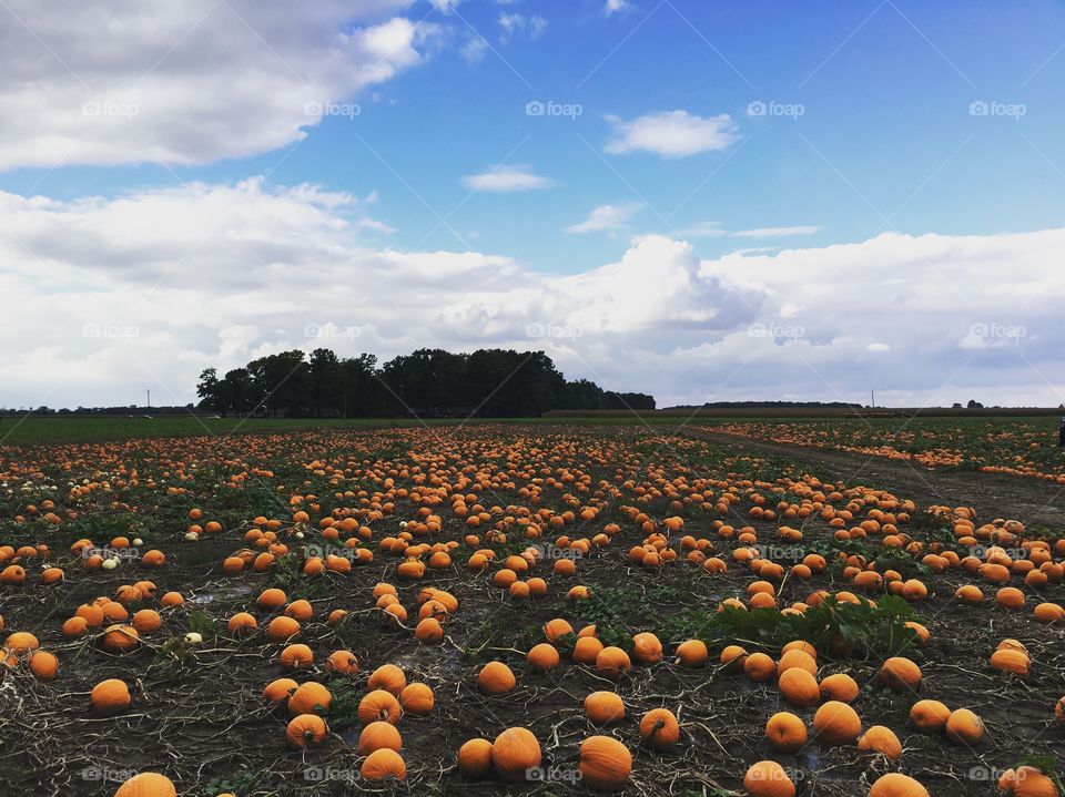 Suter's Produce pumpkin patch in Ohio 