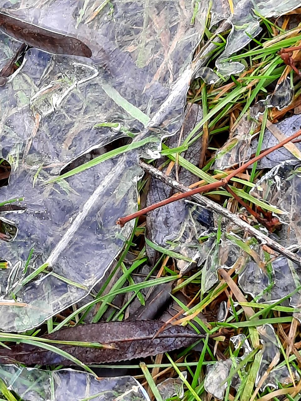 winter garden  - studium of ice - frozen pool on the lawn