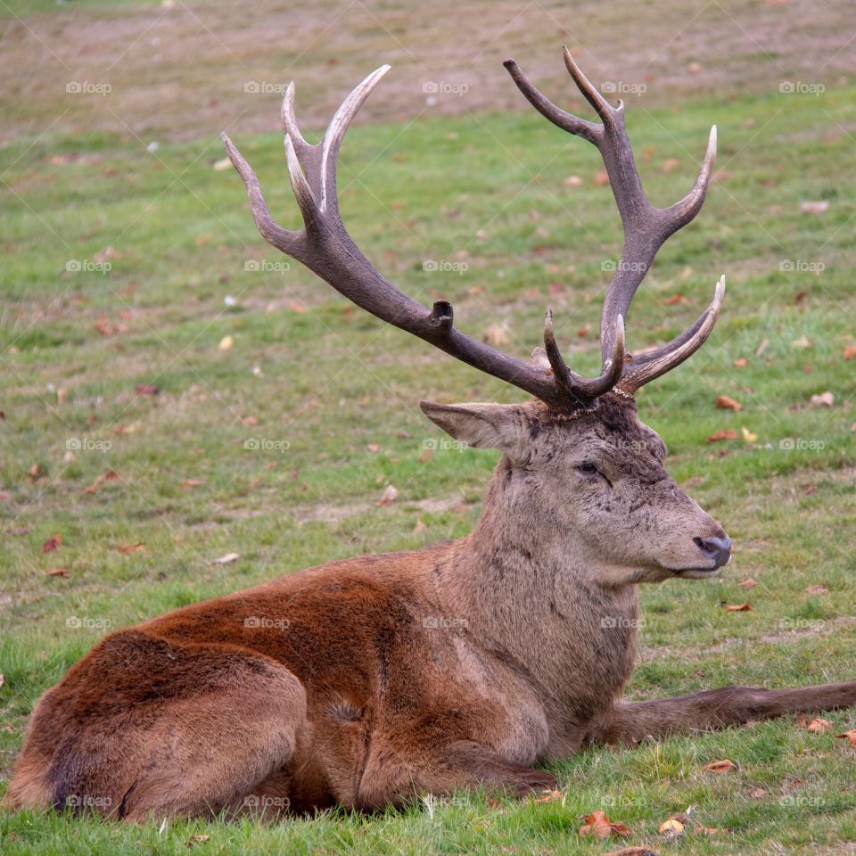 Red deer at wollaton park.