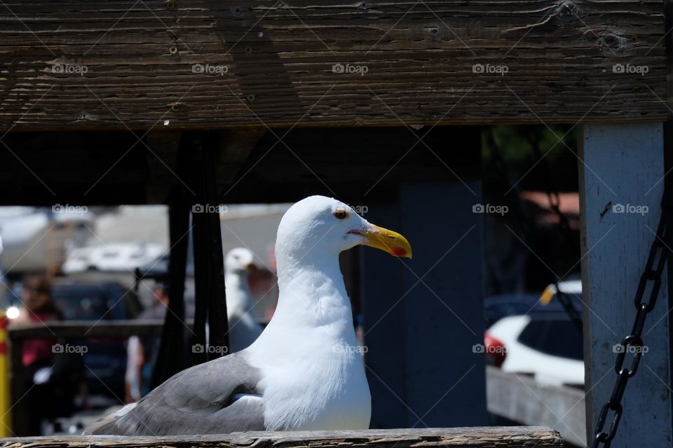 Seagull sitting in a tight spot on a wood boardwalk.