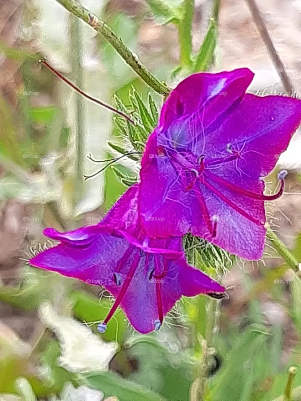 My Spring!