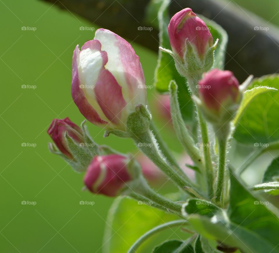 apple blossoms