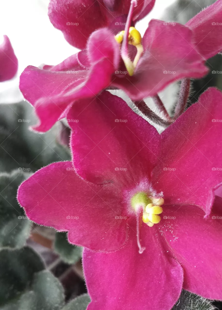 Magenta