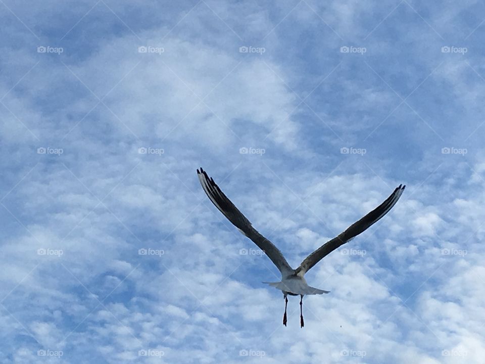 Seagull