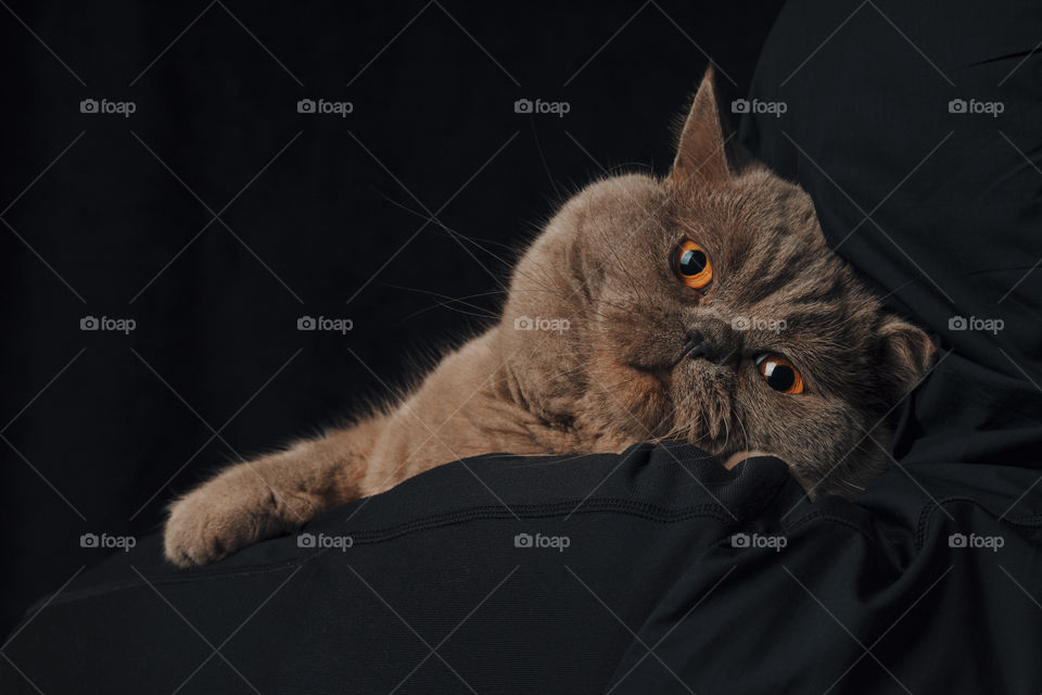Scottish Straight cat with big orange eyes into the hands of the owner . Sad look.
