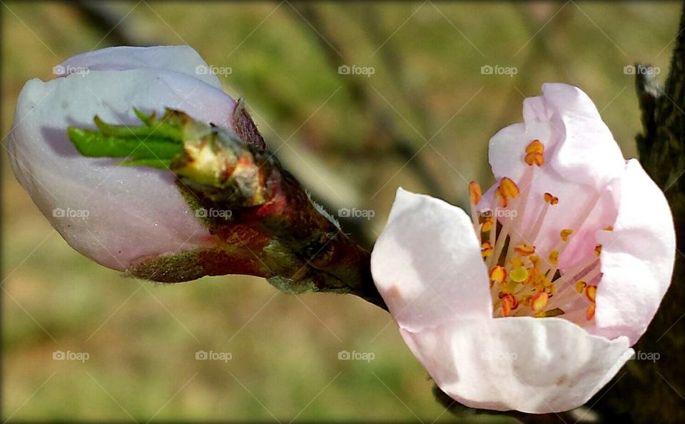 peach blossoms of spring