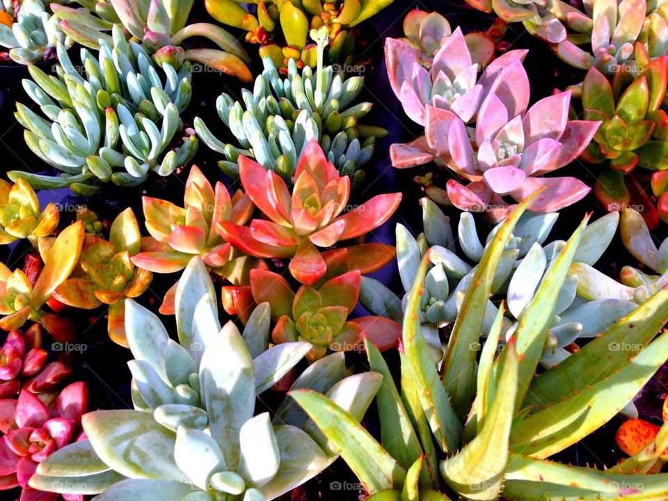 Succulents