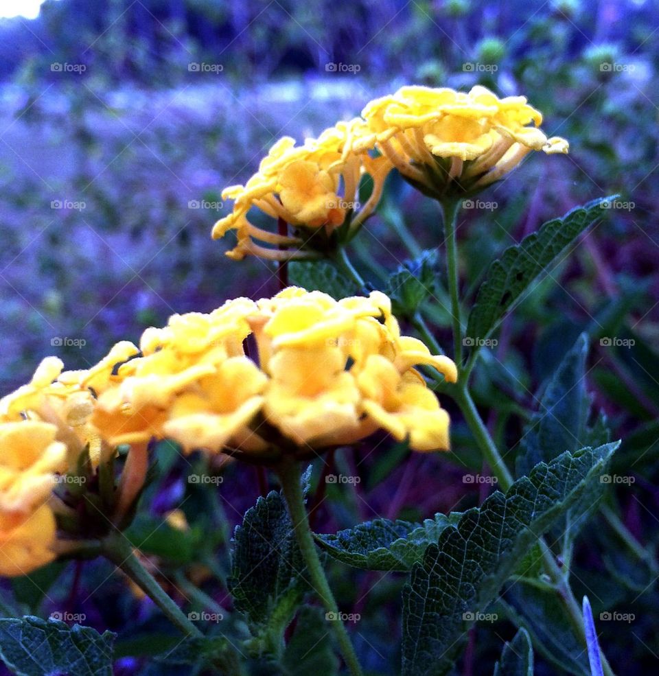 Yellow annuals 