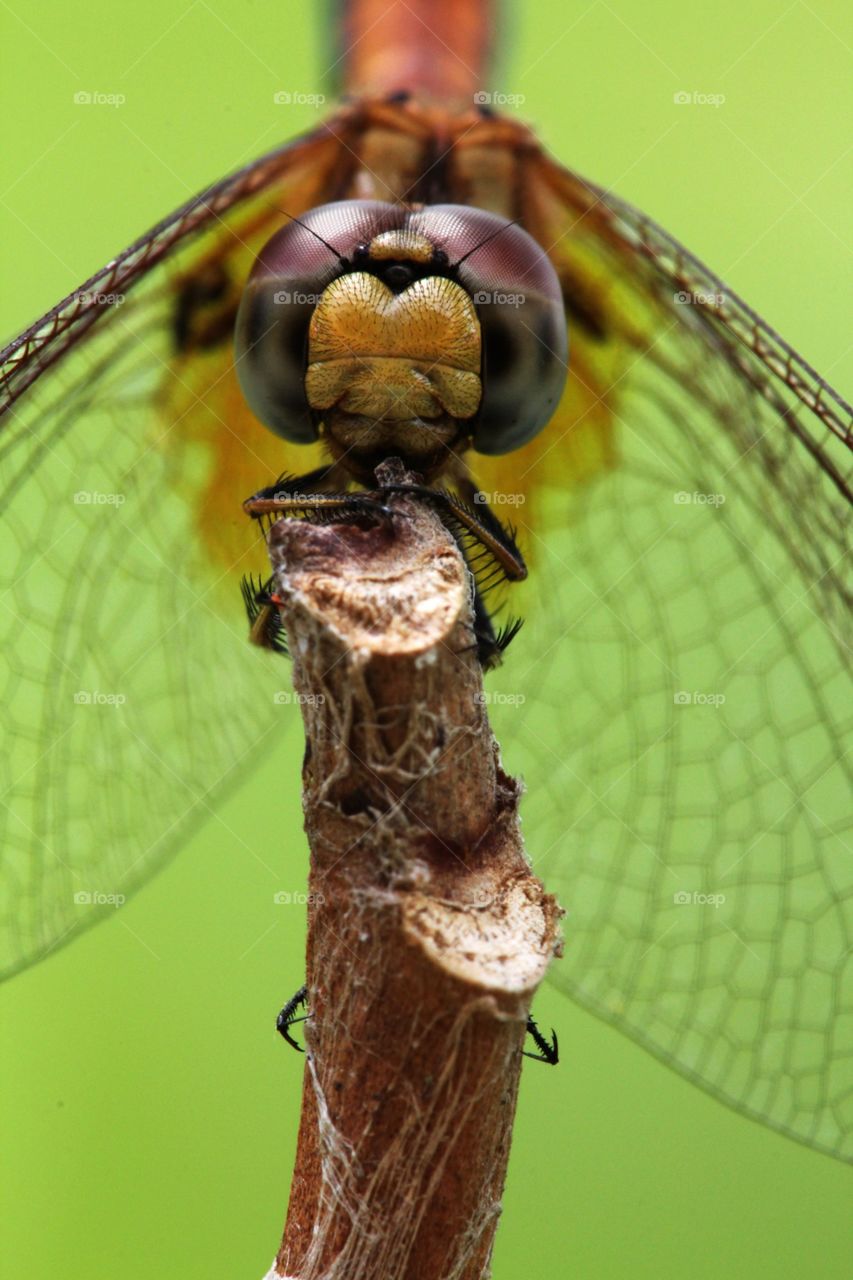 Portrait of a dragonfly