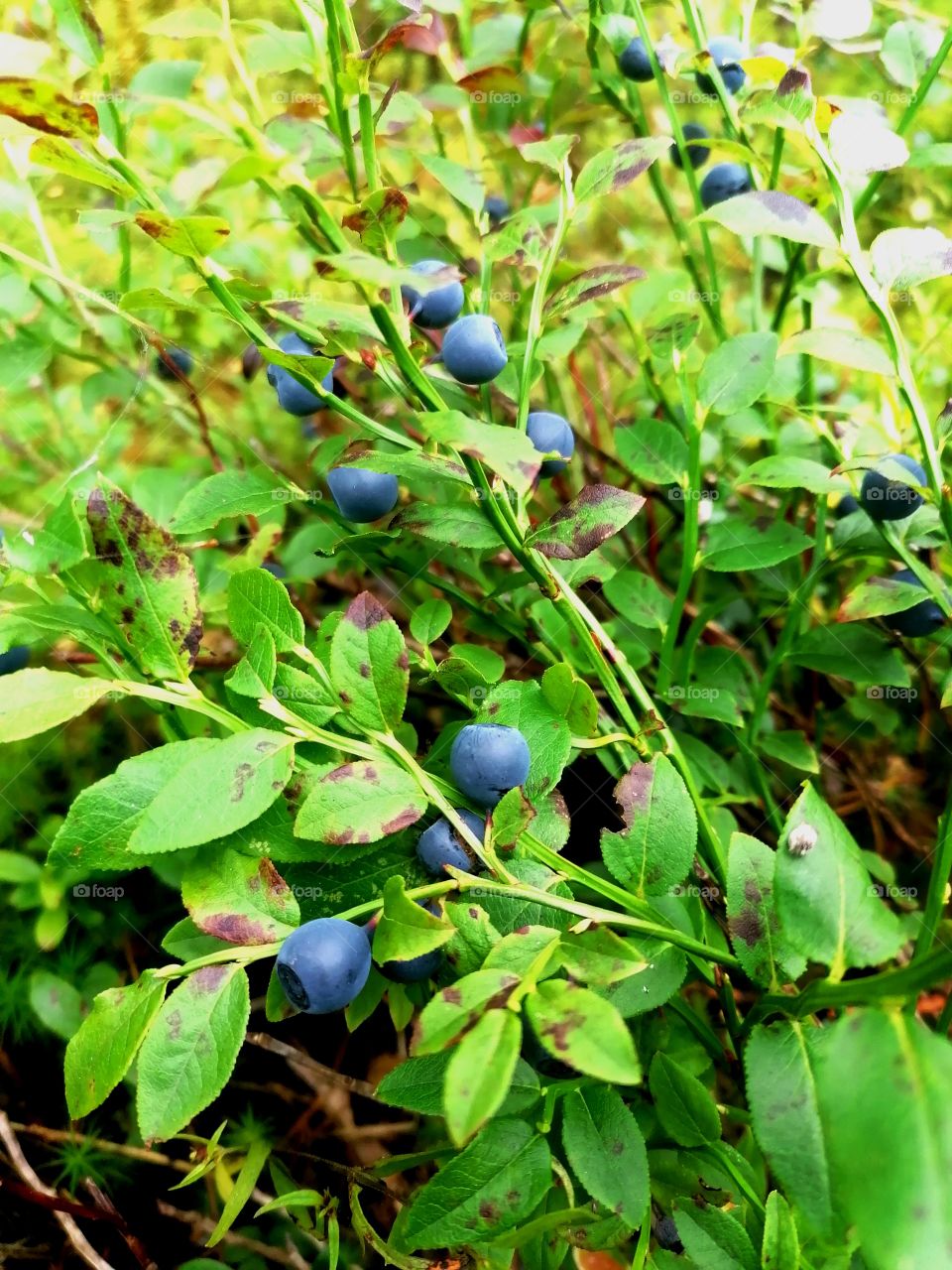 It is August in Finland and the forests are full of fresh and sweet super food, blueberries. The freezer is full again. I love life!