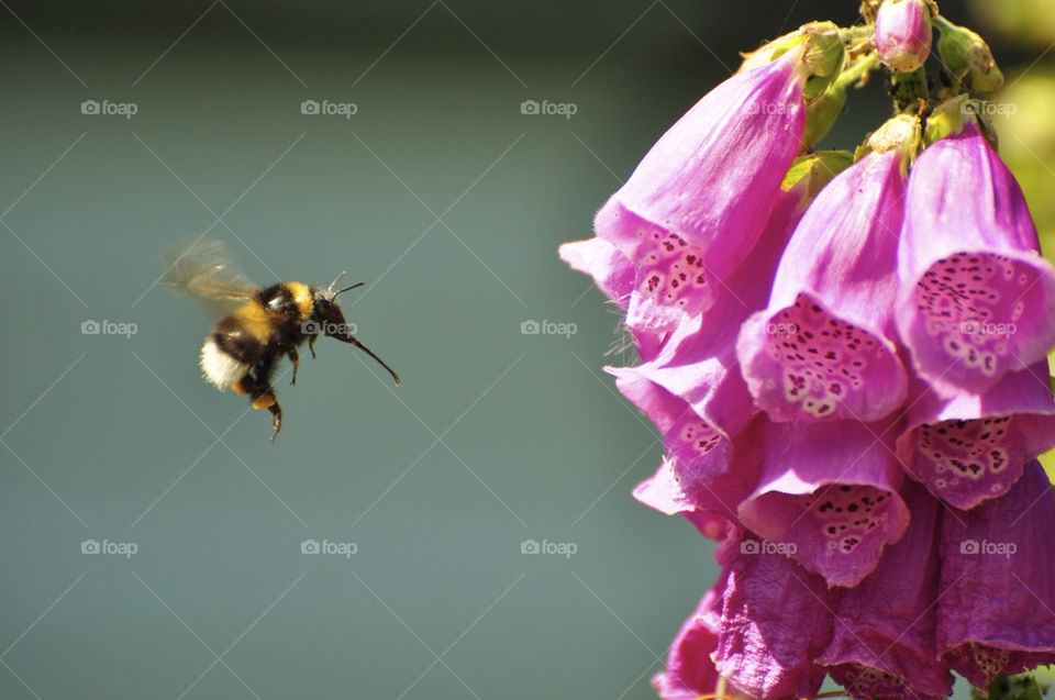 flower flying hungry bumblebee by hkjohan