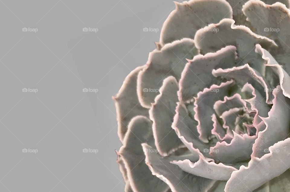 Backgrounds, copy space, succulent against grey background 