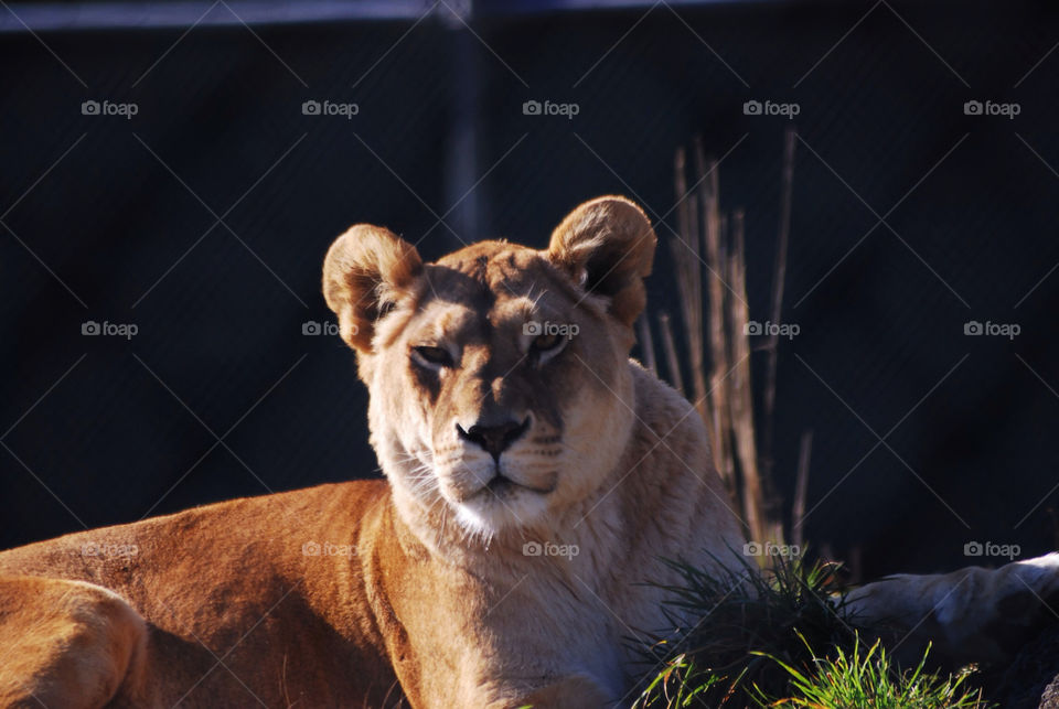 mammals animals lioness by crisunterdorfer