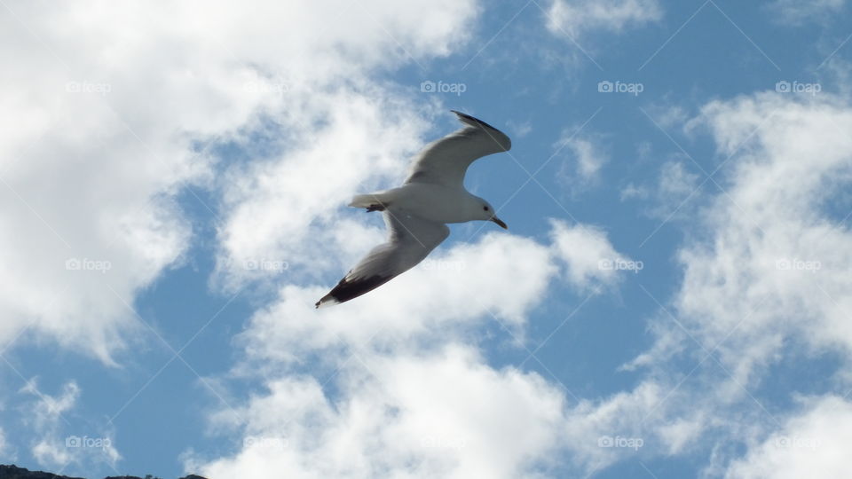 Flying seagull