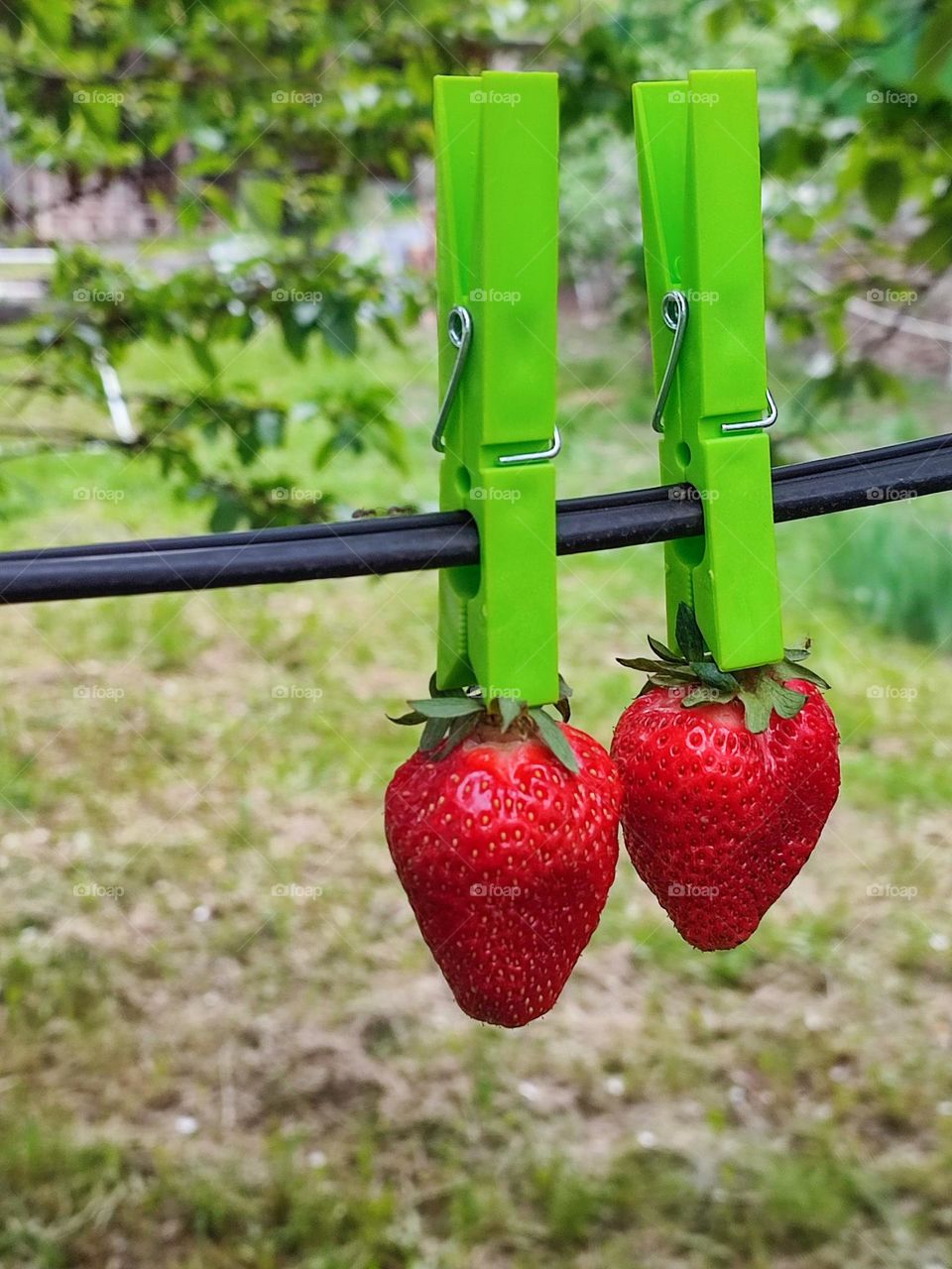 Complementary Colors, Red and Green