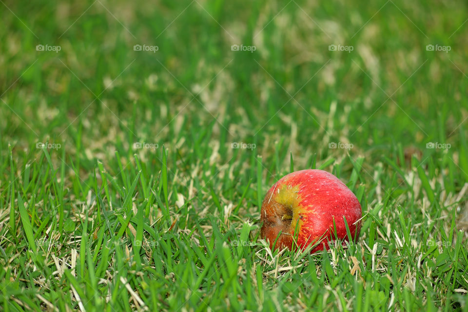 Ripe red apple fallen from tree on the grass.
