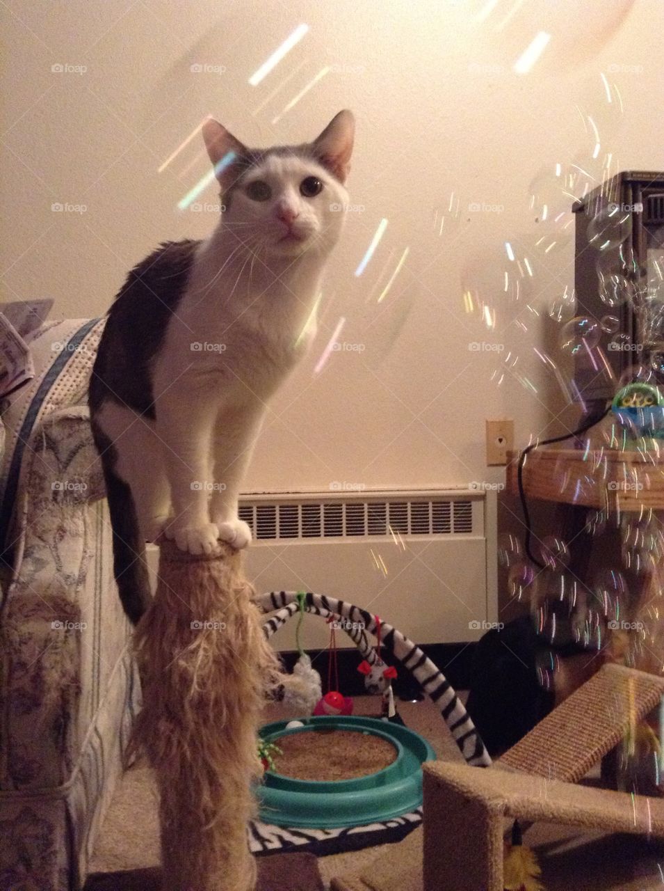Cat watching bubbles 