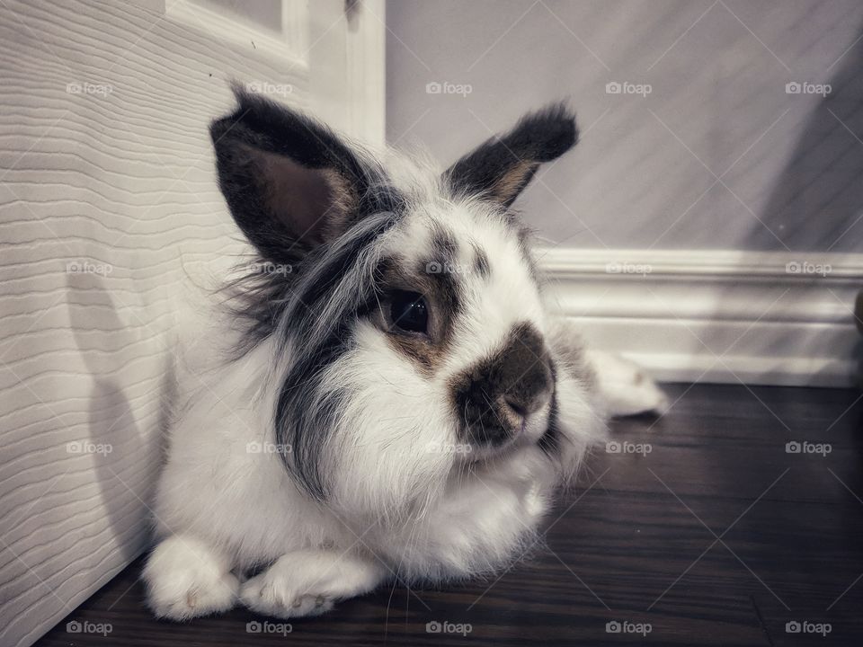 bunny looking to the right while hanging out in his favourite spot