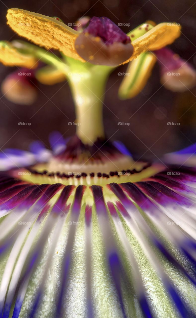 Colorful macro photo of a passiflora or passionflower