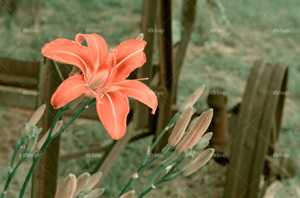 Take the Nostalgic Way Home ( Series )