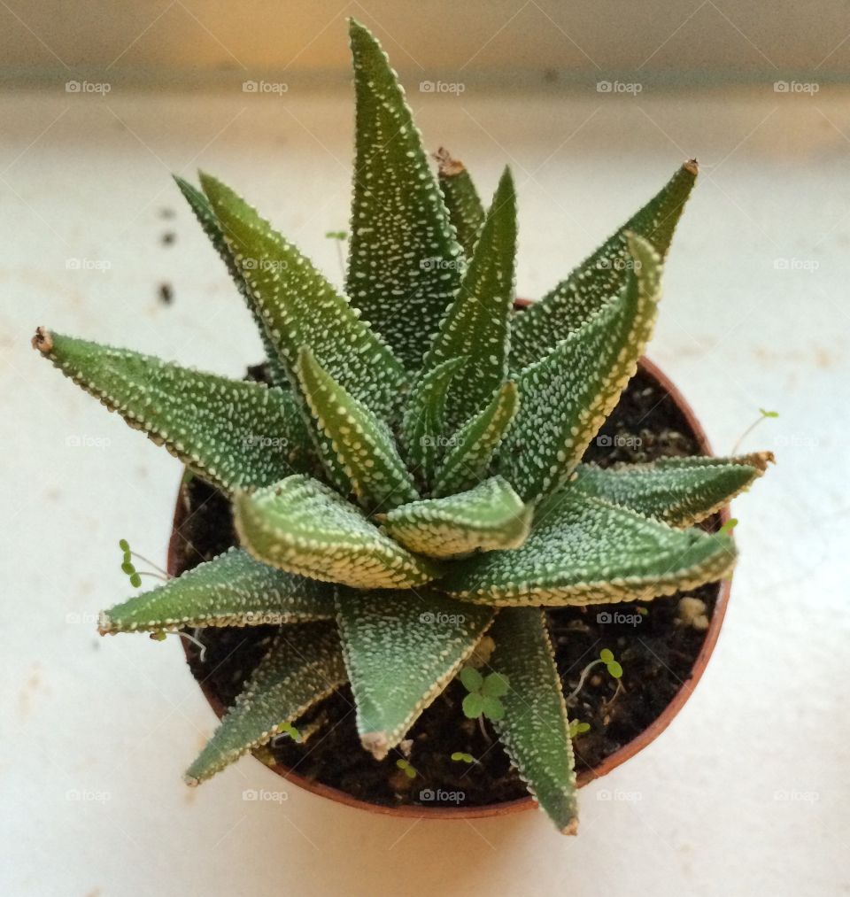 Aloe plant 