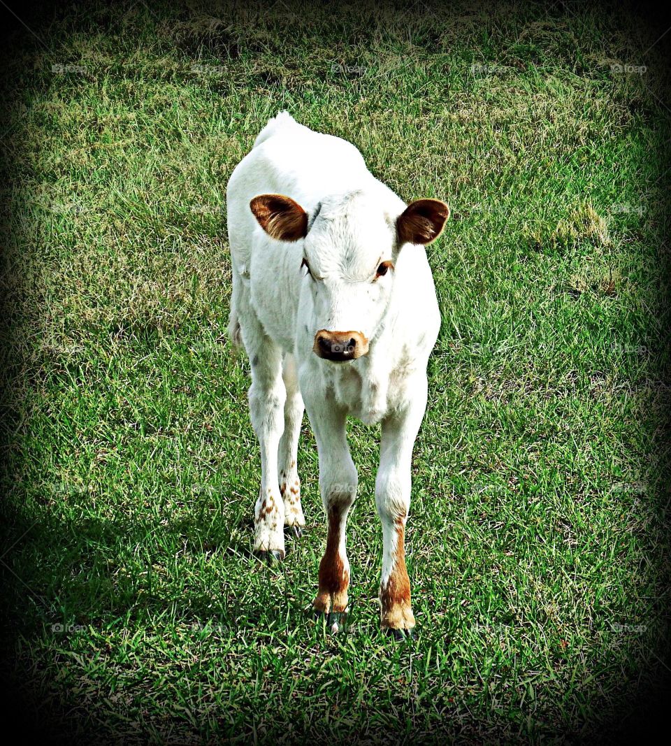 Baby cow