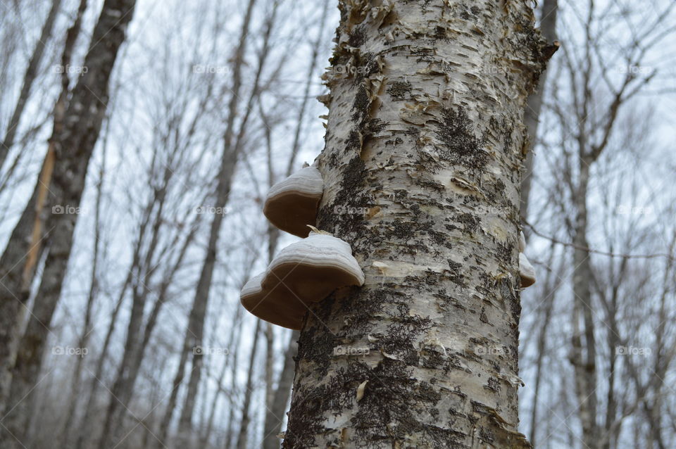 Fungus on a tree