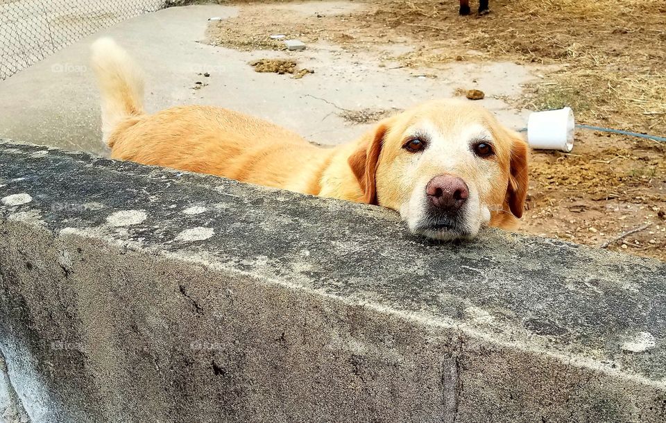 Dog standing beside wall