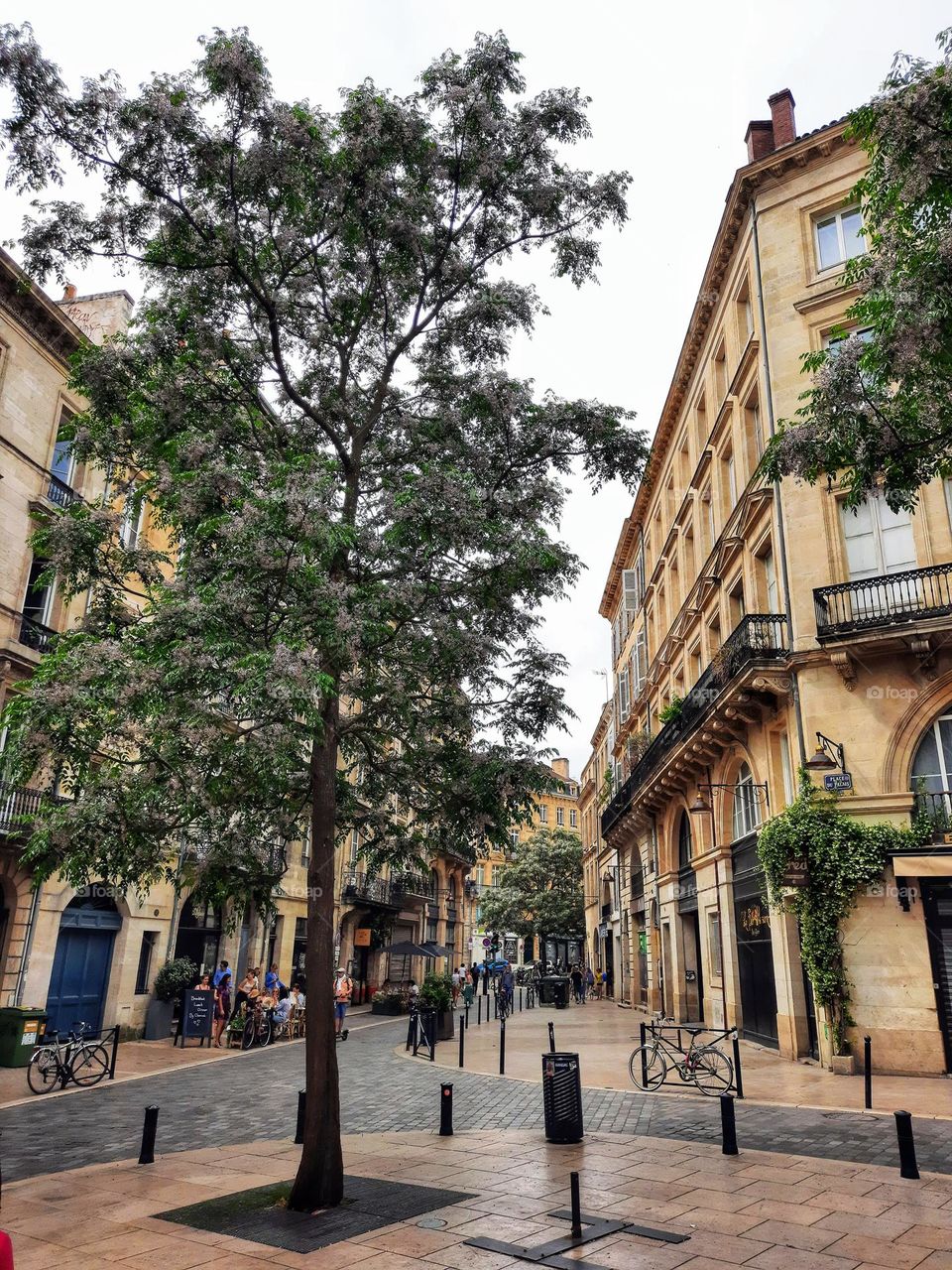 Urban nature: plants