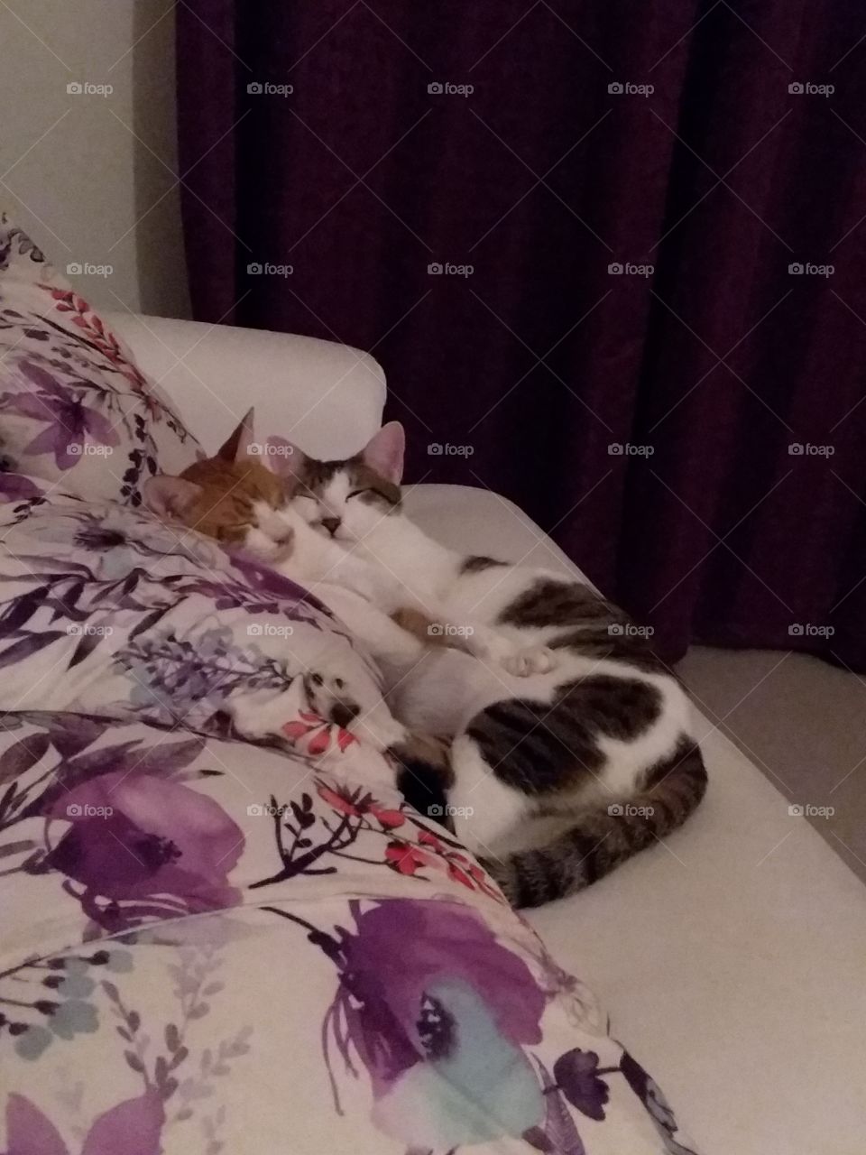 Sibling cats cuddling