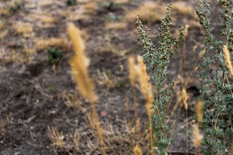 Golden wheat 