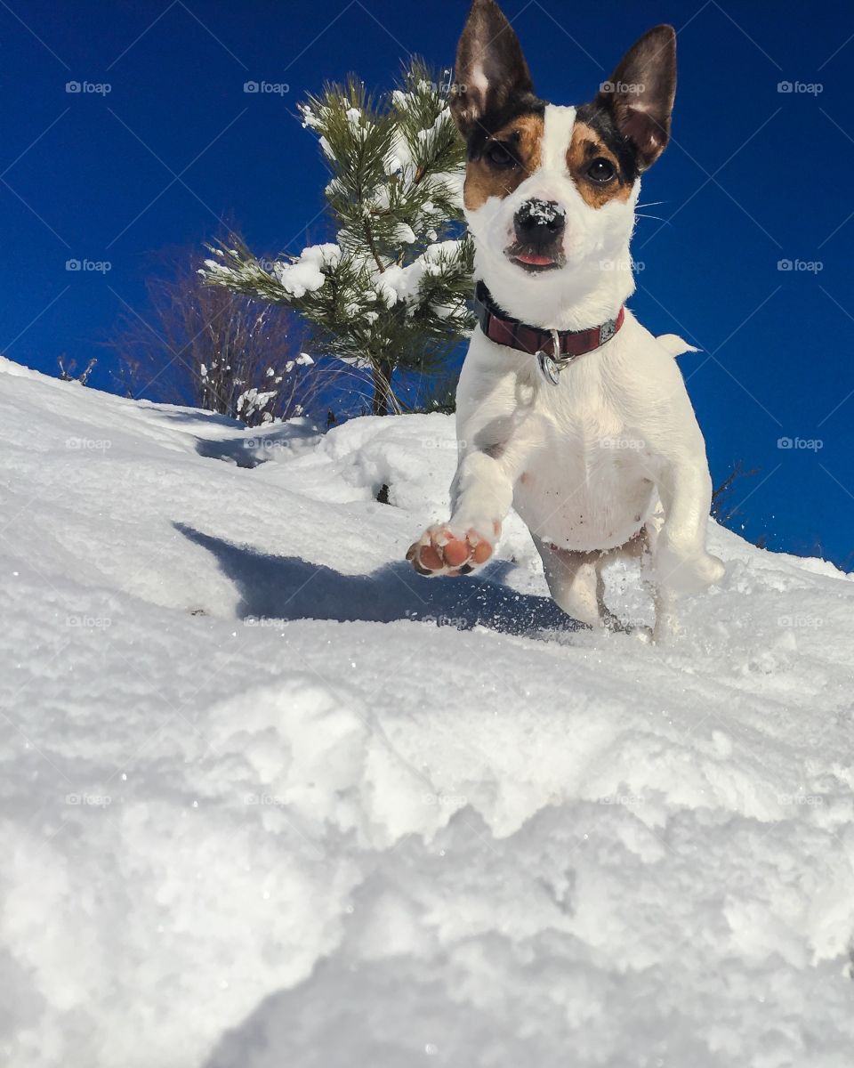 Dog running in the snow towards the camera on a sunny winter day. 