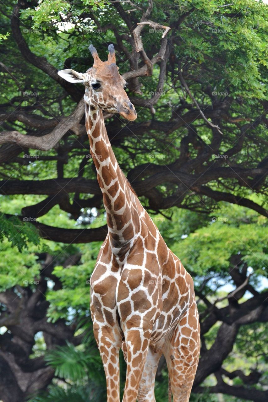Giraffe in the Jungle