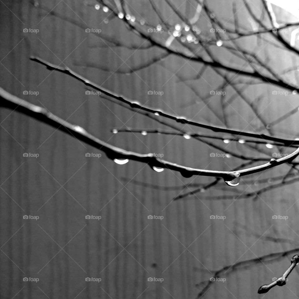 Dormant fruit tree branches decorated with silver rain drops Co tasted by a wall streaked with lines of rain. The light gently lights up the drops and wet branches. Some drops blurring into dots of light.