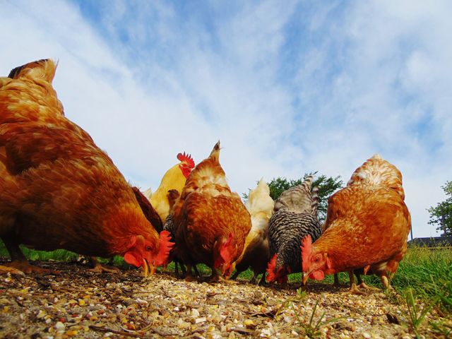 Chickens Eating