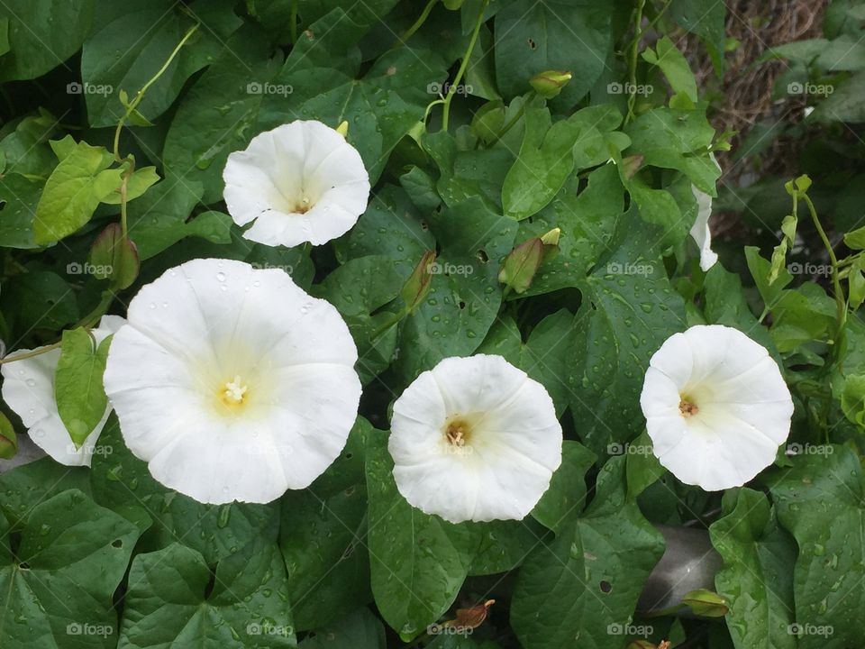 White morning glory 