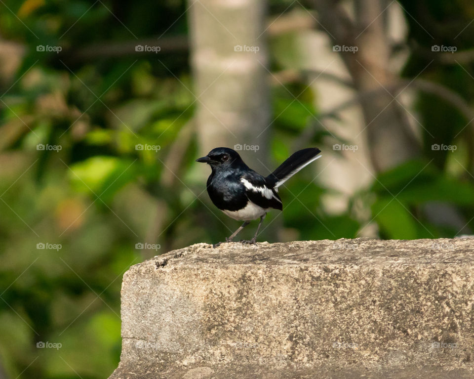 Magpie robin