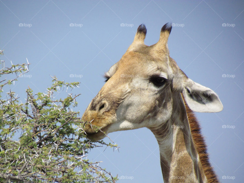 Giraffe munching